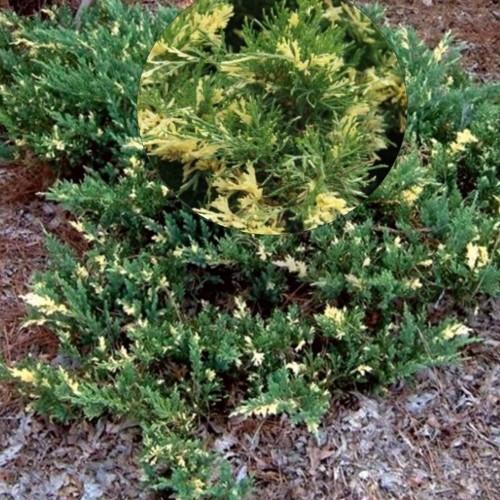Juniperus chinensis 'Expansa' - Hiina kadakas 'Expansa' P9/0,55L